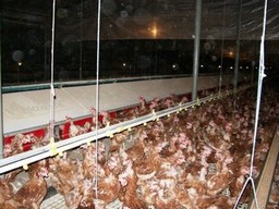 לול אסם: ללא כלובים אך גם ללא גישה החוצה ובצפיפות גדולה