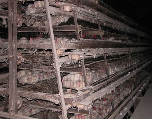 מרילנד, פברואר 2005, לול Red Bird Farm: הזנחה בלול עם אישור Animal Care Certified מטעם התאחדות יצרני הביצים האמריקאית. זוהי...