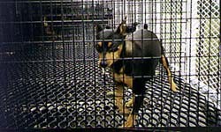 כלב גזעי כלוא בכלוב