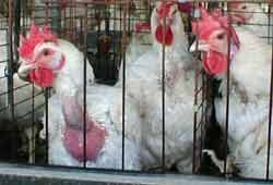 צער בעלי-חיים: רצוי מול מצוי