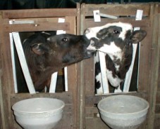 שבים ללקק ולנשוך זה את זה