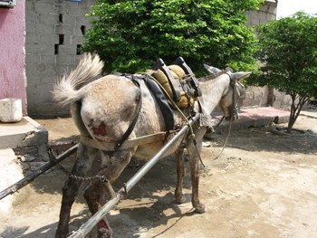 סוס העובד באופן שאינו חוקי בישראל לפי תקנות החזקה שלא לצרכים חקלאיים וכנראה גם לפי החוק הראשי.