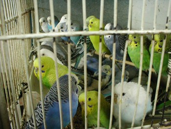 תוכונים בחנות בעפולה, מוחזקים בצפיפות האסורה כיום לפי תקנות החזקה שלא לצרכים חקלאיים (צולם ב-19.2.2001).