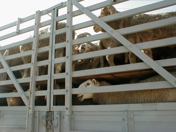 הובלת כבשים בתנאים האסורים כיום לפי תקנות הובלת בהמות. (צולם באילת, 22.9.2002).