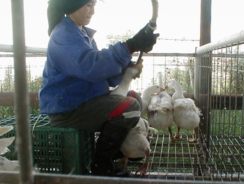 פיטום אווזים: ענף חקלאי שלם שנסגר לאחר שבג ץ קבע שהוא אינו עומד בהוראות חוק צער בעלי-חיים.