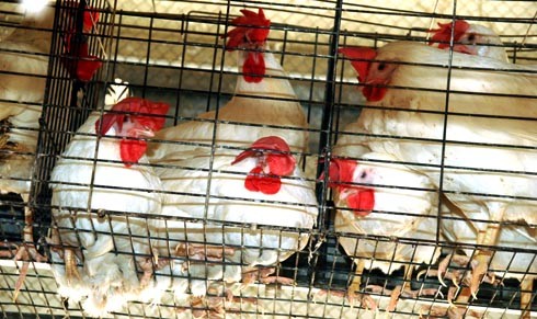 עד כמה סולדות התרנגולות מן הכלובים? אולי הכלוב טוב להן, בעוד שהחצר פשוט טובה יותר? כדי לבדוק זאת, העמידה...