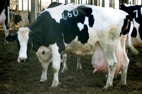 גופה של הפרה לא הותאם להתמודד עם ייצור כמויות חלב כה גדולות (בית שערים, נובמבר 2007)