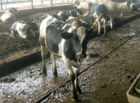 פרות החלב בישראל אינן זוכות לצאת למרעה אפילו ליום אחד בחייהן (בארותיים, אוגוסט 2009)