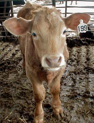 מביט למצלמה תחת רצפה מזוהמת, מלאת רפש וצואה