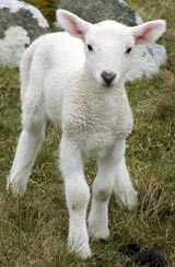 מצוות איסור צער בעלי חיים כתובה בתורה עצמה ועל כן יש לקיימה