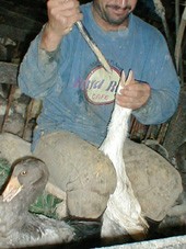 תיעוד של מפטם במשק בארץ