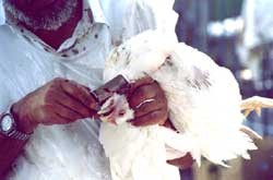 כפרות בתרנגולים או כפרות בכסף?