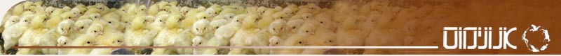 anonymous for animal rights