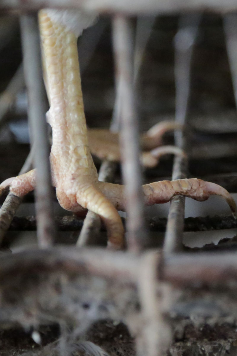 קרקע פורייה למחלות