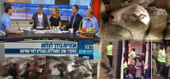 שבוע לאחר חשיפת ההתעללות במשלוחים החיים: התגובות בתקשורת