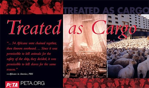 כבשים באוסטרליה לקראת משלוח בים וספינת עבדים, עם עדות מספינת עבדים: 54 אפריקאים נקשרו יחד ואז הושלכו...