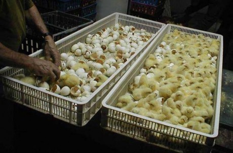 במגשי הבקיעה: הפרדת האפרוחים מקליפות הביצים