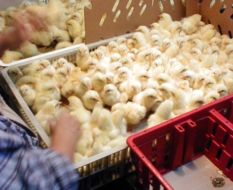 תהליך מיון האפרוחים מזכיר בתי חרושת רגילים שמייצרים מוצרים דוממים