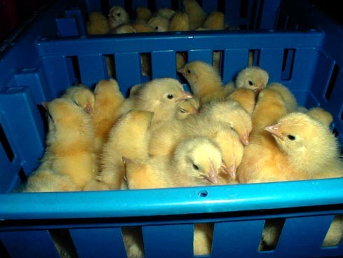 בארגזי המיון