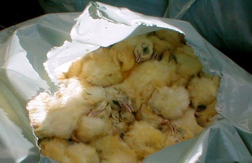 חור בתחתית השק מגלה אפרוחים שנהרגו מחנק או מעיכה