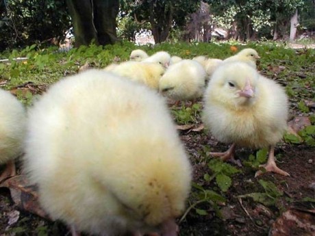 11 אפרוחים שהצלנו מהפח ושחררנו בחצר