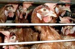 תשע תרנגולות בכלוב. צולם במשק גליקסמן במושב מישר