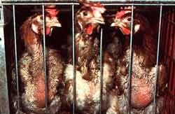 הצפיפות וסורגי המתכת גורמים לפציעות חמורות וחתכים בכל חלקי גופן של המטילות