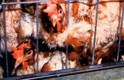 דחיסות קיצונית במיוחד