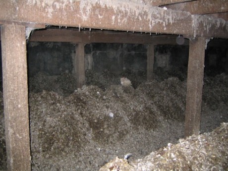 אין לאן לברוח: תרנגולת שנמלטה מנסה לשרוד בתוך עולם שכולו הפרשות ואדי אמוניה. בקרוב תצטרף גופתה להררי הזבל.