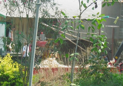 מכונת ההשמדה של התרנגולות