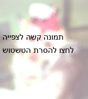 הקוף מאליש לאחר הניתוח המקדים, בו נוסרה כיפת הגולגולת שלו והושתלו צ'מברים בראשו