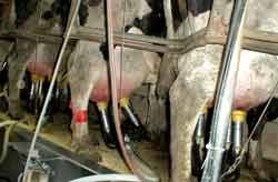 מחלבה. מכשירים מחוברים אל עטינים של פרות שעומדות בשורה