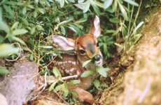 עופר בסביבה טבעית