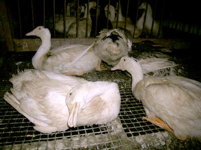ברווזים במפטמת Hudson Valley Foie Gras, אוקטובר 2005 (צילום: Farm Sanctuary)