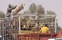 כבשה מועפת (מצילומי אנונימוס בתוכנית)