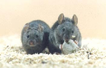 עכברים בחיפוש אחר טריטוריה מתאימה