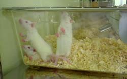 עכברי מעבדה מנסים להימלט מהכלוב הקטן בו הם כלואים