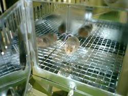 עכבר נתון לתאורות וקרינות המזיקות לבריאותו