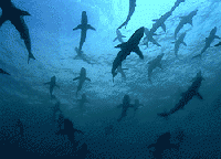 להקת כרישים, מתוך הסרט כחול מופלא