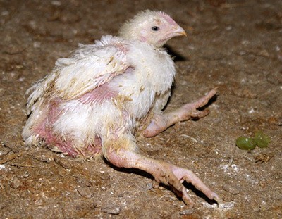  פטם – אפרוח בתעשיית הבשר, חי בתוך מצע ספוג הפרשות. האפרוח קרס לאחר שרגליו אינן מסוגלות לשאת אותו – תופעה...