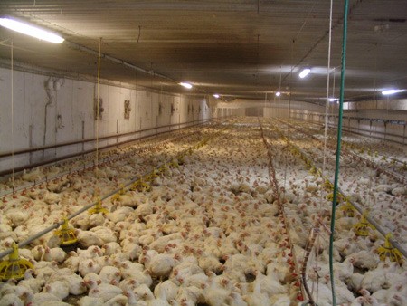 לול עופות טיפוסי בתעשיית הבשר: בהמון צפוף זה, המתבוסס בהפרשות, החיידקים מתפשטים במהירות עצומה