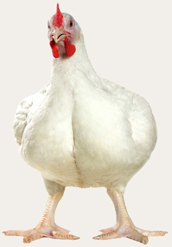 תרנגול שגדל בתעשיית הבשר