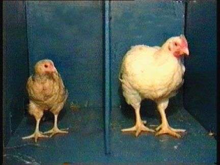 השוואה בין אפרוח מתעשיית הבשר לאפרוח מתעשיית הביצים המראה על קצב הגידול המהיר שמתרחש בתעשיית הבשר, אשר...