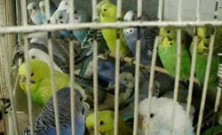 הרבה תוכים בתוך כלוב אחד.