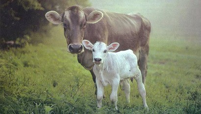 מאחר וכל קבוצות בעלי החיים מסוגלים להרגיש רגשות, לכולן מגיעות זכויות