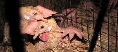 תרנגולות מגלות אמפתיה זו כלפי זו, בכלוב תעשייתי