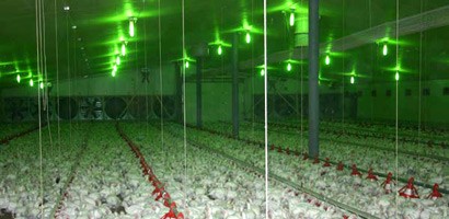 לול תרנגולים לבשר