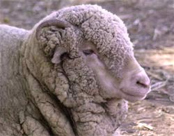 החרם הבינלאומי על תעשיית הצמר האוסטרלית