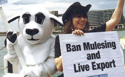 החרם הבינלאומי על תעשיית הצמר האוסטרלית