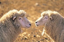 מפגינים אוסטרליים בפתח בניין התעשיות הבסיסיות בבריסביין: תעשיית הצמר עיוורת לסבלם של בעלי-החיים . 